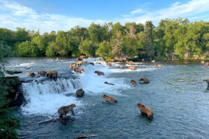 Brooks Falls Bear Viewing